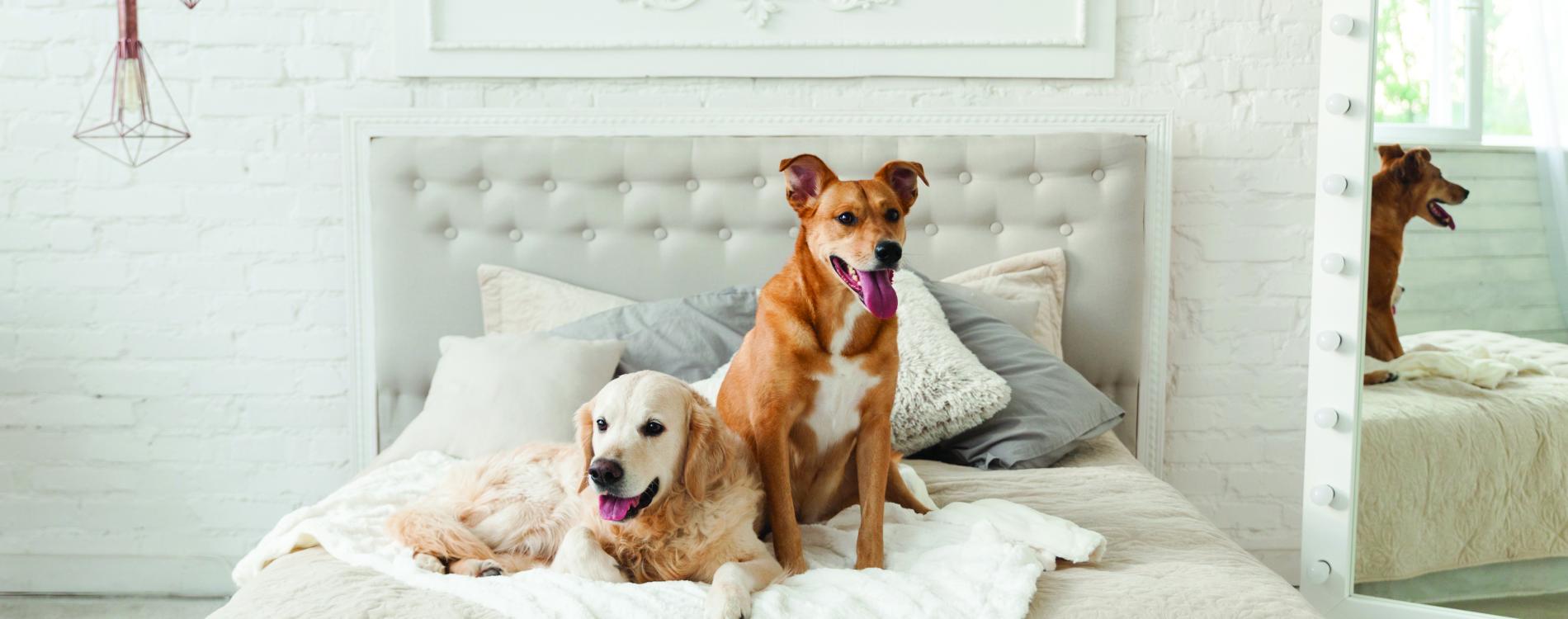 Paw-fectly Pet-Friendly Places - Preferred Hotels & Resorts